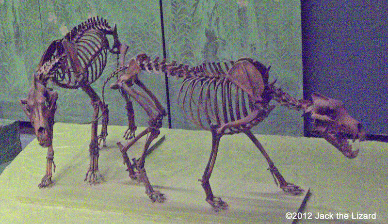 Dire Wolves, National Museum of Natural History
