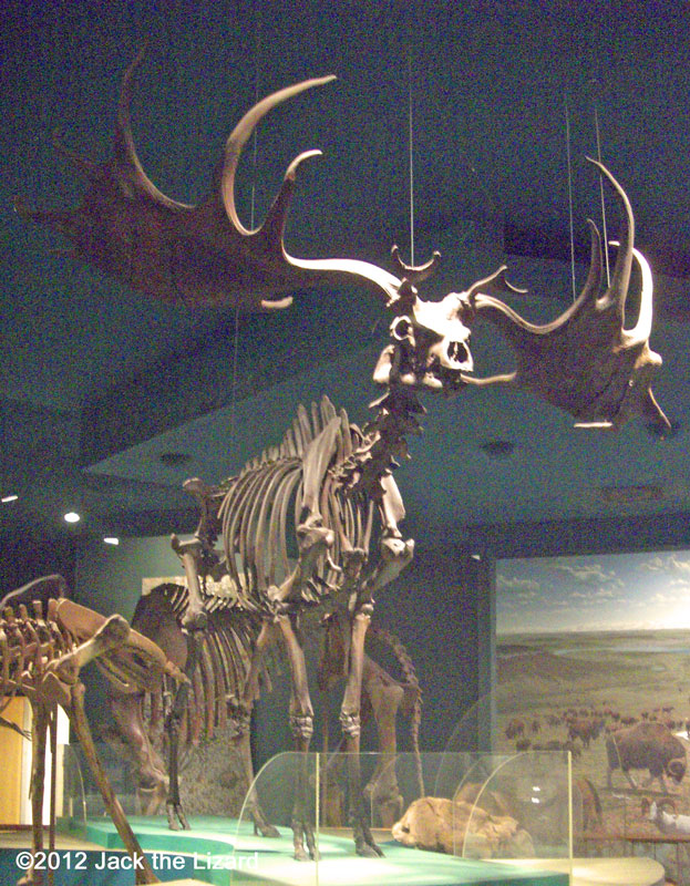 Irish Elk, National Museum of Natural History