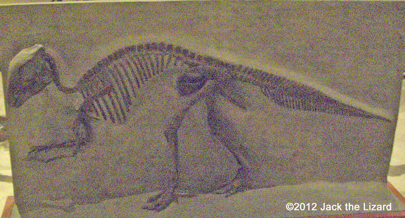 Maiasaura, National Museum of Natural history