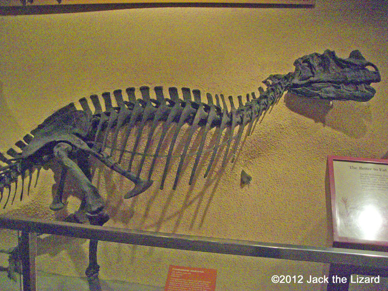 Ceratosaurus, National Museum of Natural History