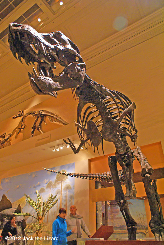 Tyrannosaurus rex, National Museum of Natural History