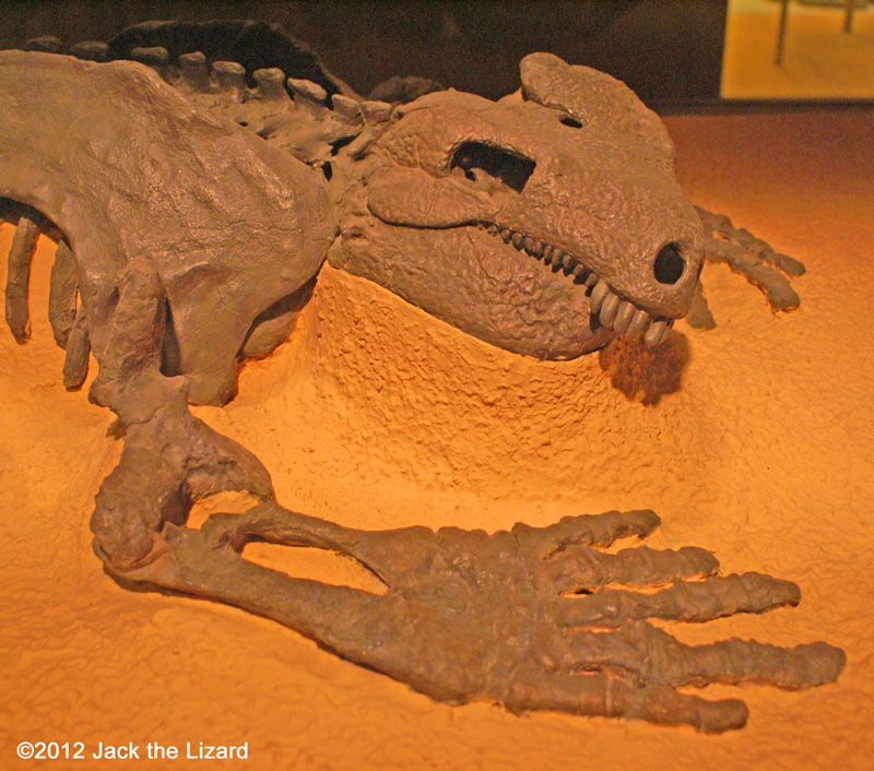 Diadectes, National Museum of Natural History