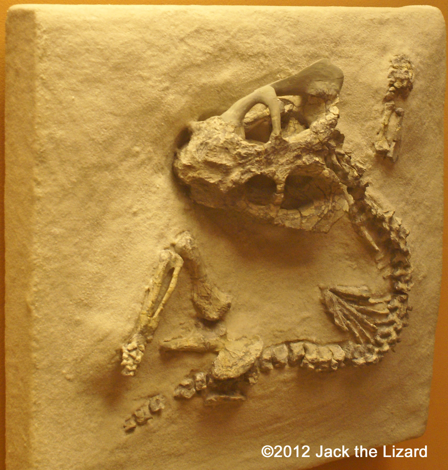 Dycynodon, National Museum of Natural History
