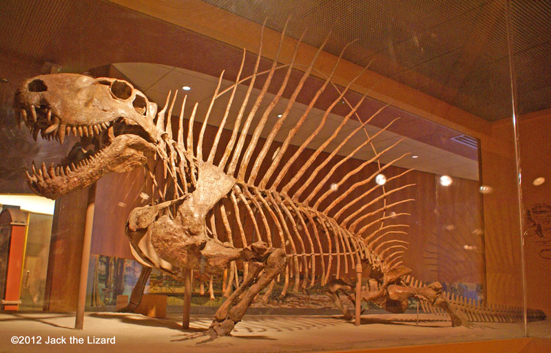 Dimetrodon, National Museum of Natural history