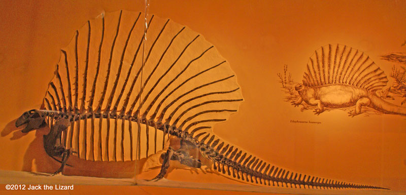 Edaphosaurus, National Museum of Natural History