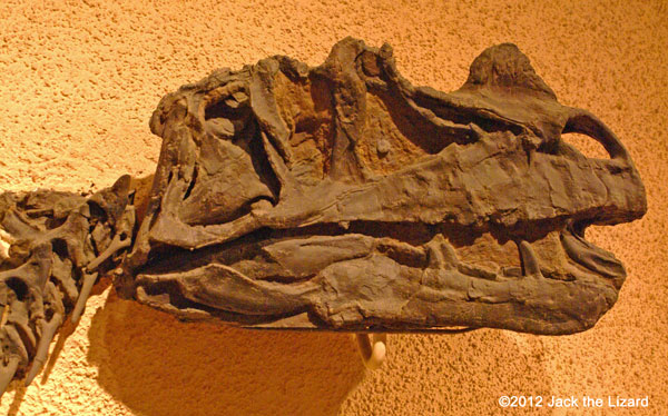 Ceratosaurus, National Museum of Natural History