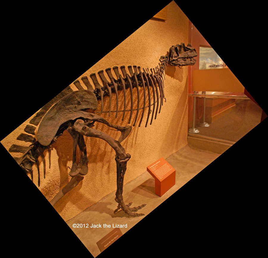 Ceratosaurus, National Museum of Natural History