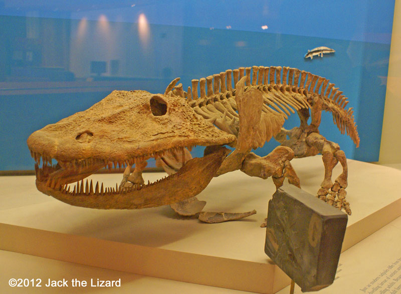 Eryops, National Museum of Natural History