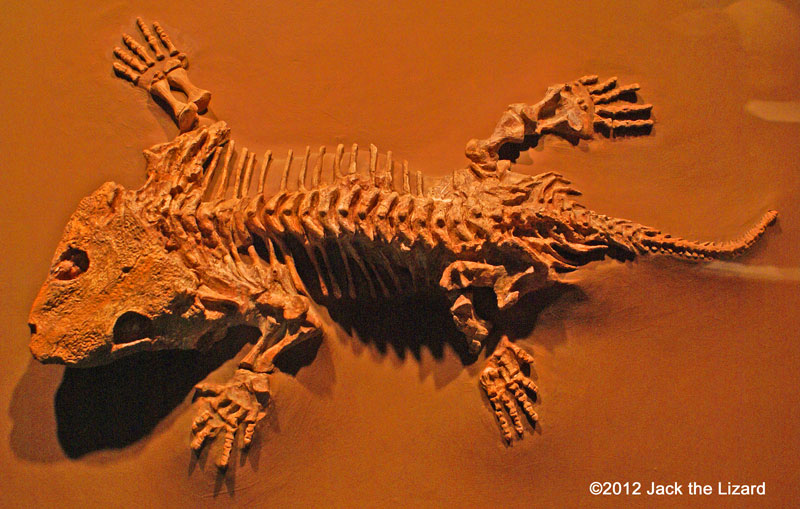 Seymouria, National Museum of Natural History
