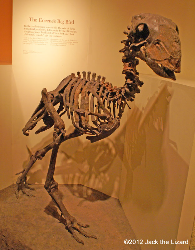 Diatryma, National Museum of Natural History