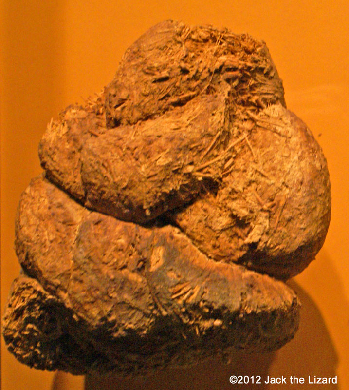 Giant Ground Sloth dung, National Museum of Natural Museum