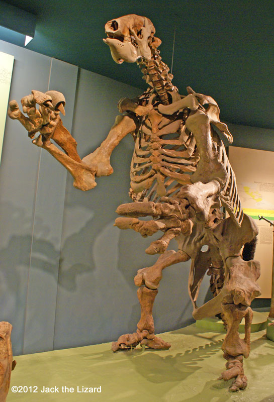Eremotherium, National Museum of Natural History