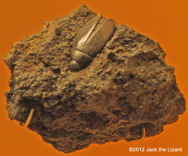 Beetle, National Museum of Natural History