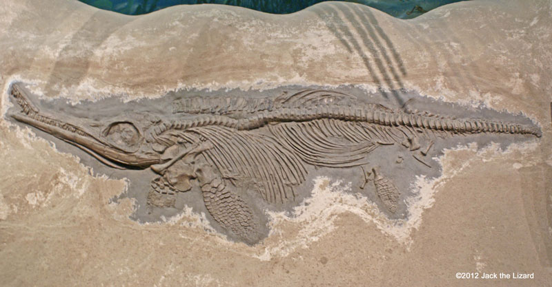 Ichthyosaur