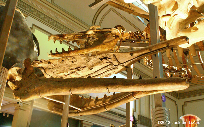 Basilosaurus cetoides