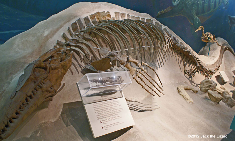 Steneosaurus