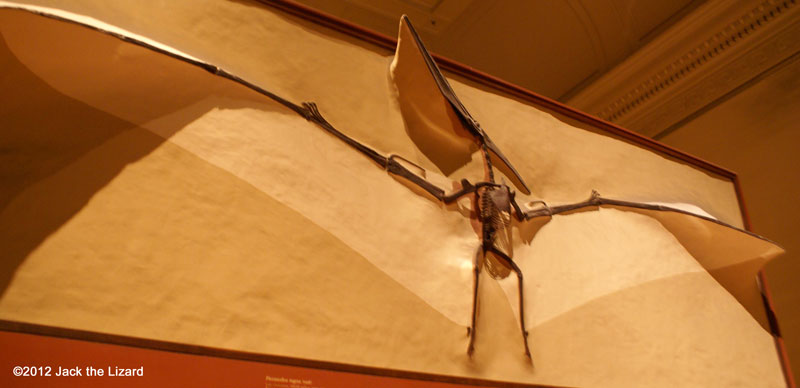 Pteranodon