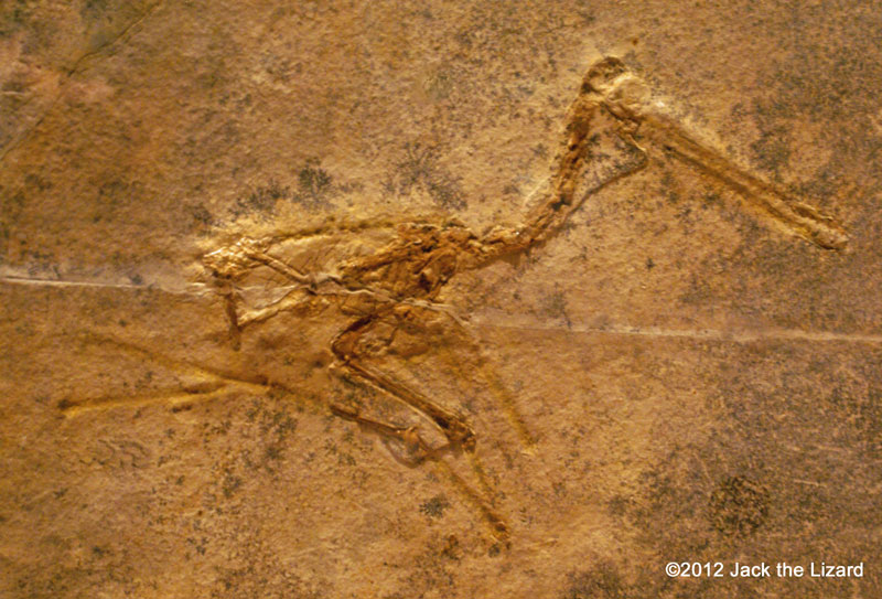 Pterodactylus kochi