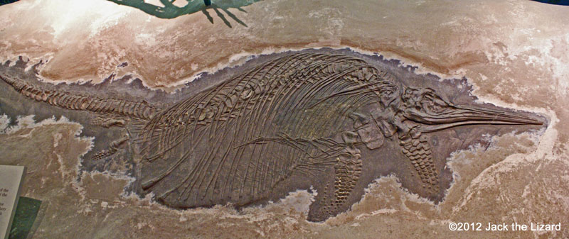 Ichthyosaur