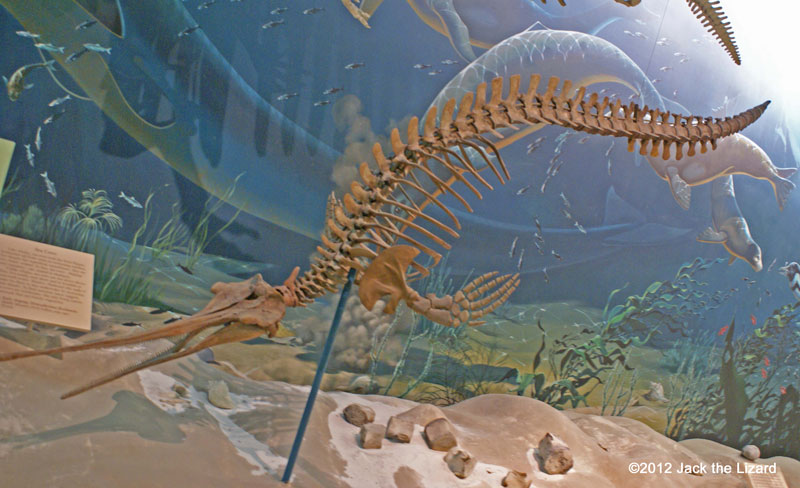 Basilosaurus cetoides