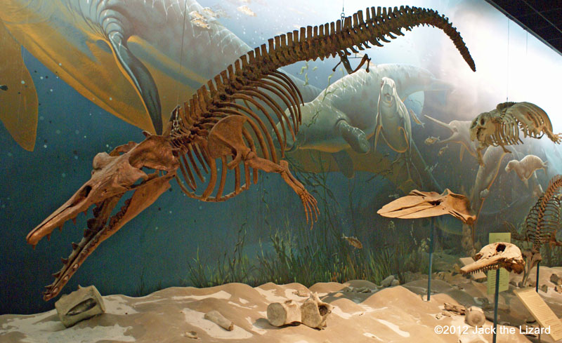 Basilosaurus cetoides