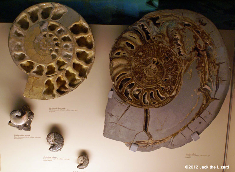 Ammonites