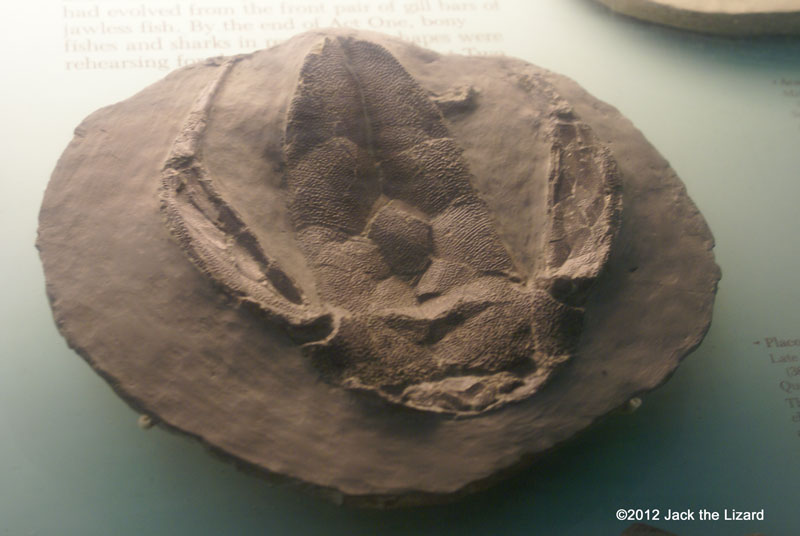 Dunkleosteus terrelli