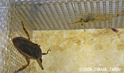 Giant Water Bugs and shrimp, Tama Zoo