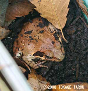 Halfly awaken Mantane Brown Frog, Tama Zoo