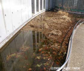 Pond in Tama zoo