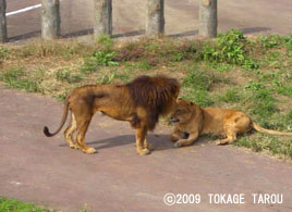 Lions, Tama Zoo