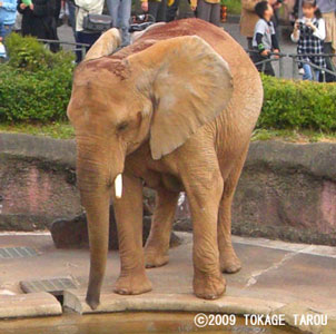 African Elephant, Tama Zoo