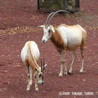 White Oryx