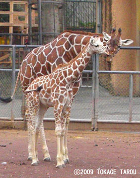 Giraffe, Tama Zoo