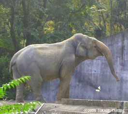 Asian Elephant, Tama Zoo