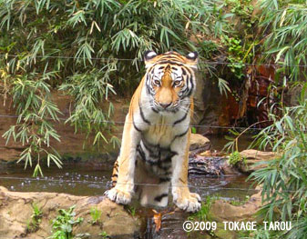 Amur Tiger, Tama Zoo
