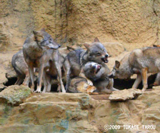 Timber Wolf, Tama Zoo