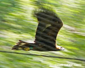 White-tailed Eagle, Tama Zoo