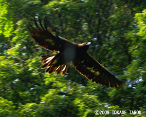 White-tailed Eagle, Tama Zoo