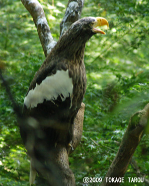 Steller's Sea Eagle