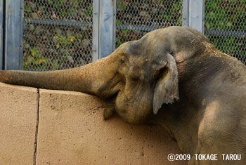 Asian Elephant, Tama Zoo