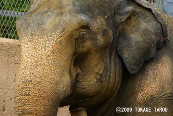 Asian Elephant, Tama Zoo