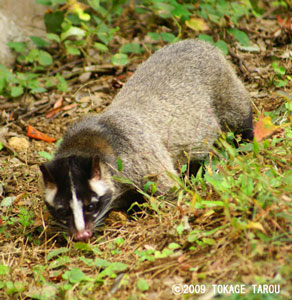 Masked Palm Civet, Tama Zoo