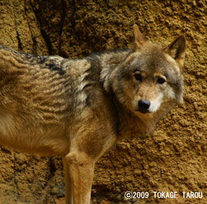 Timber Wolf, Tama Zoo