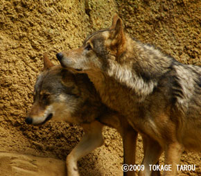 Timber Wolf, Tama Zoo