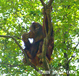 Orangutan, Tama Zoo