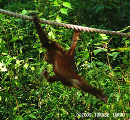Orangutan, Tama Zoo