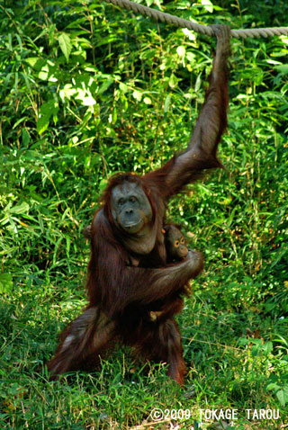 Orangutan, Tama Zoo