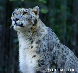 Snow Leopard, Tama Zoo