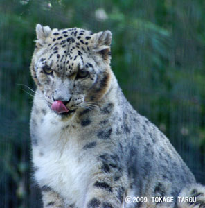 Snow Leopard, Tama Zoo